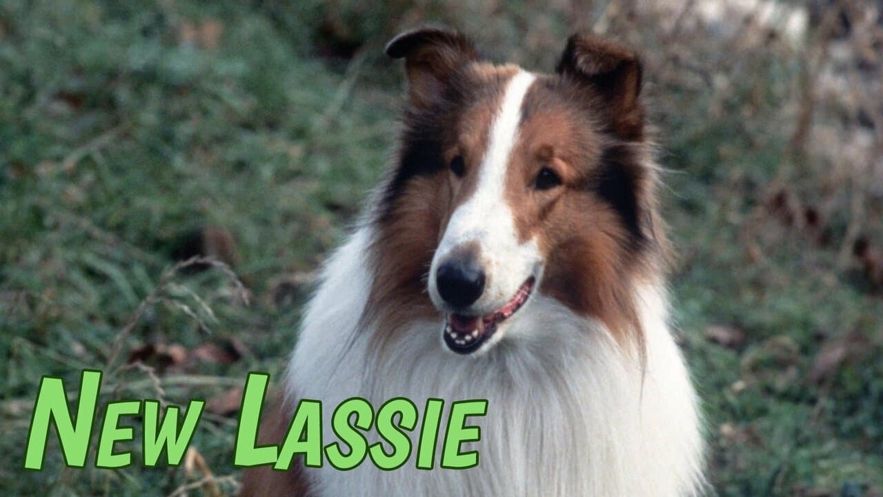 The New Lassie